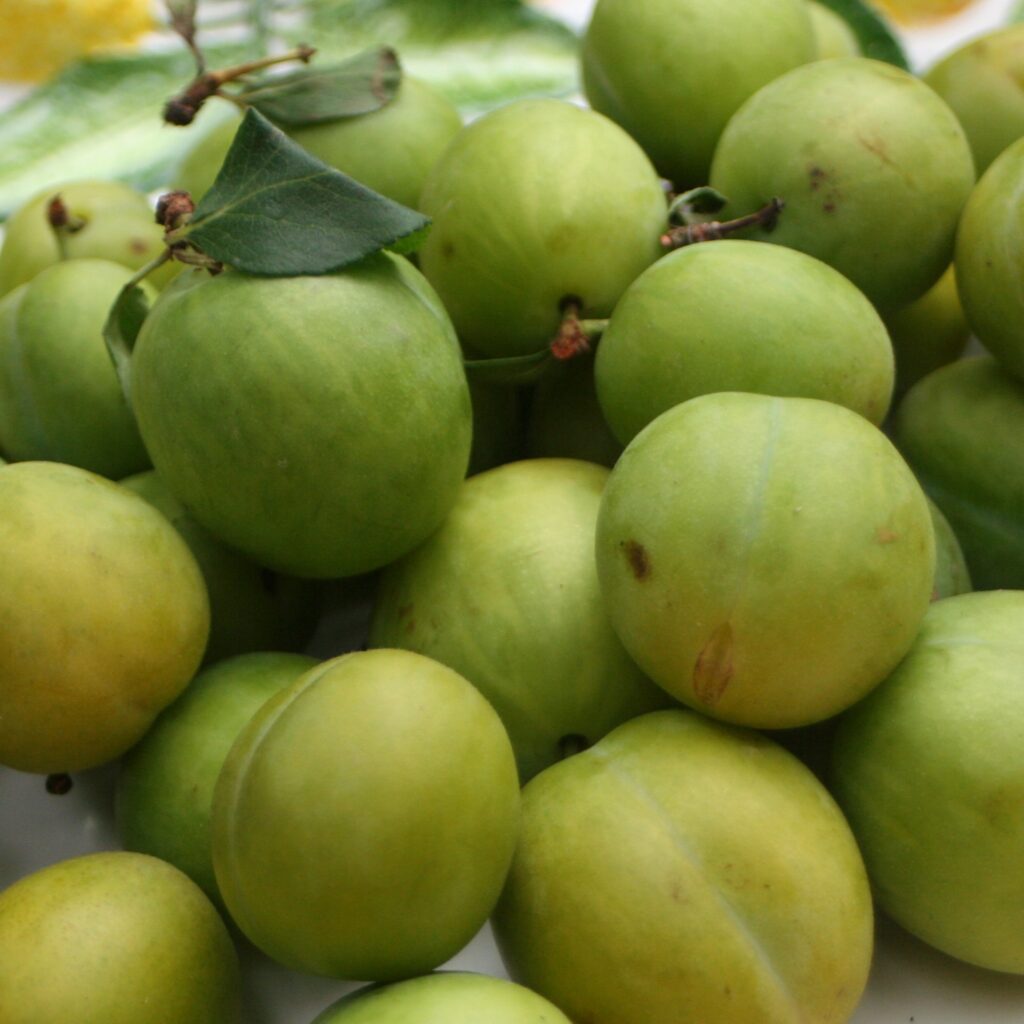 Gage Old Greengage Bush Fruit Tree 5038838001178 2